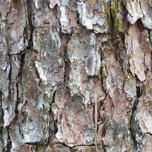シロアリ被害に遭いやすい木材